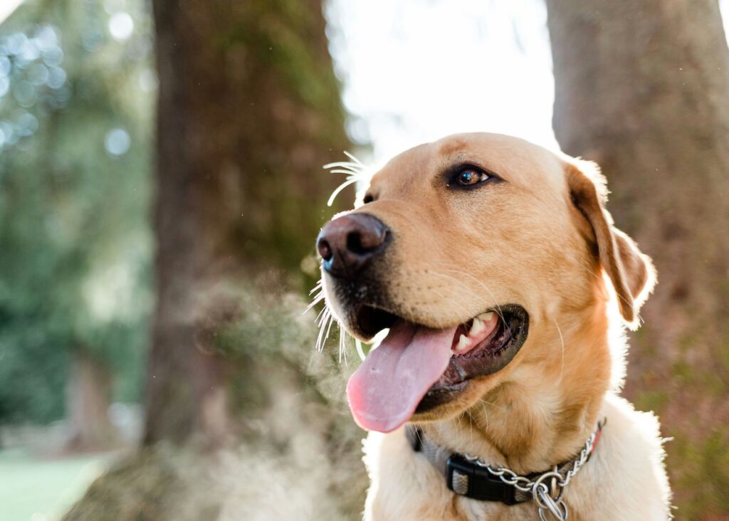Is Edmonton Dog Friendly?